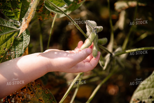 Farm Kid Checking Soybean Pods 137100