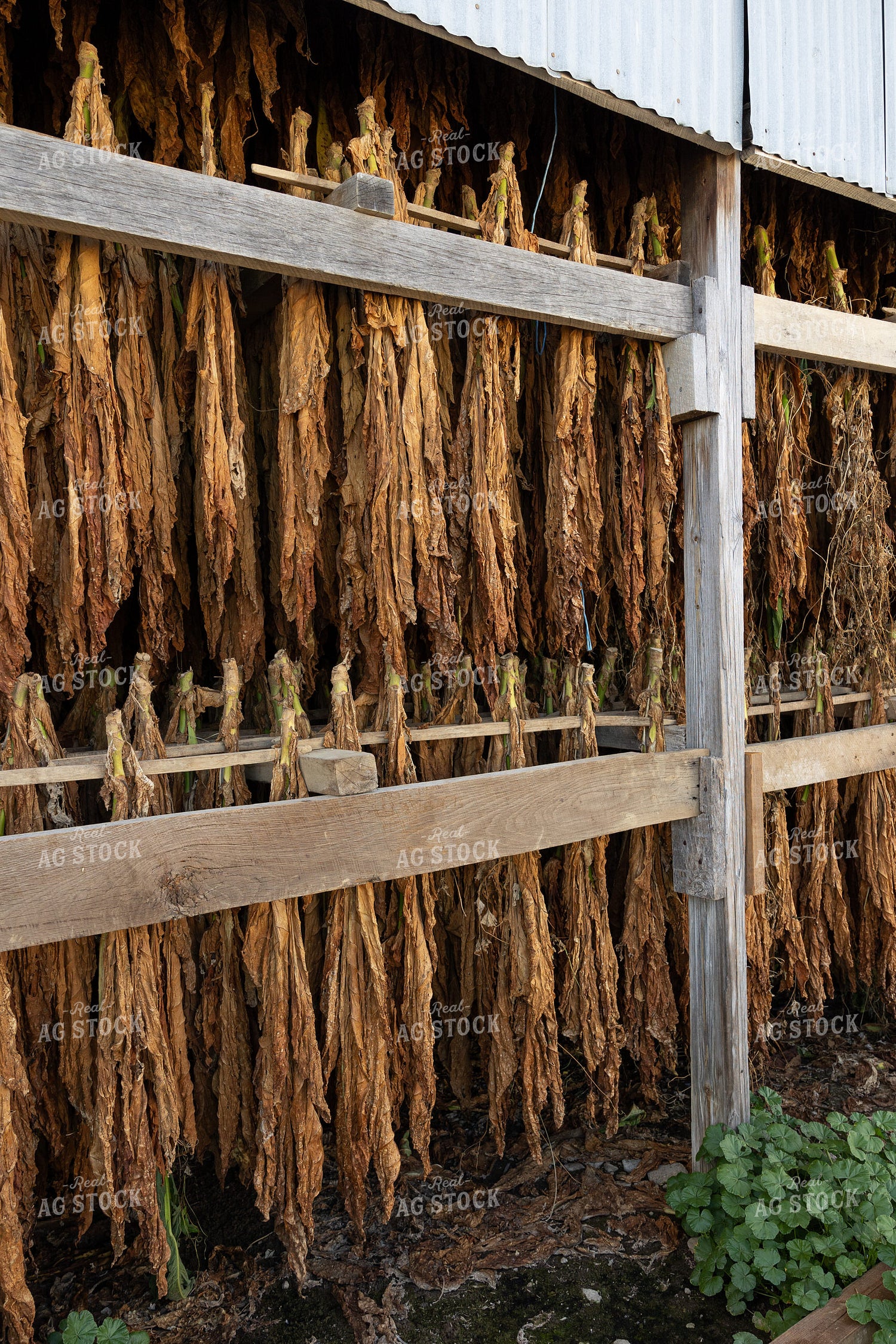 Curing Tobacco 52557