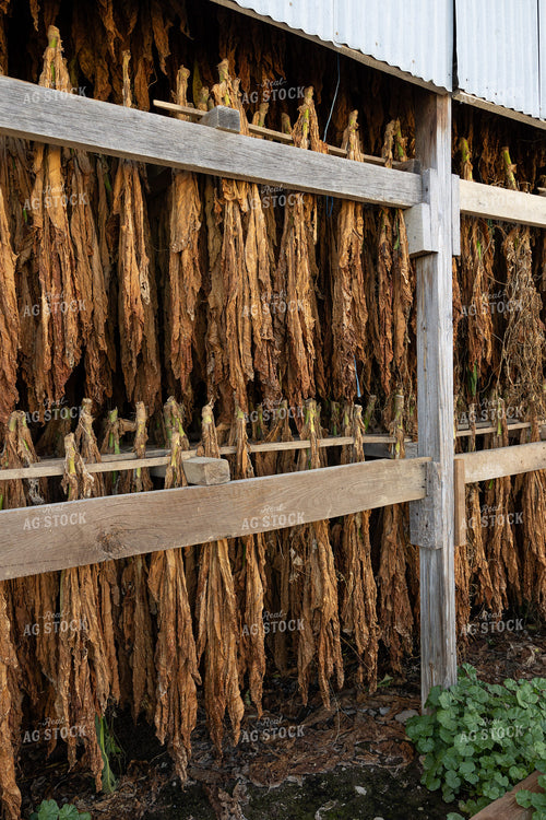 Curing Tobacco 52557