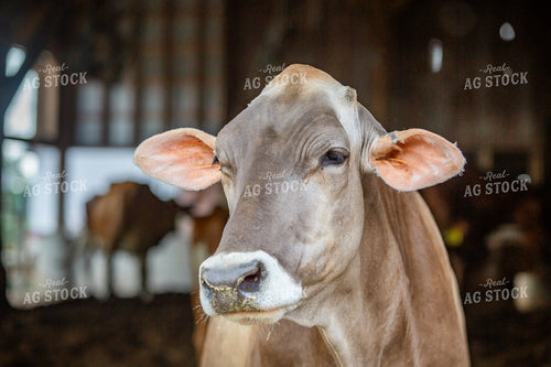 Brown Swiss Dairy Cow 270582