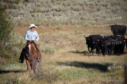 Cowboy on Cattle Drive 117376