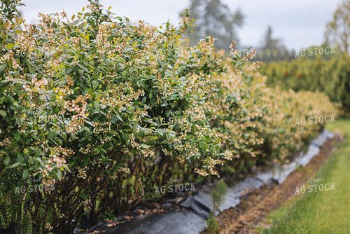 Blooming Blueberry Bushes 261087