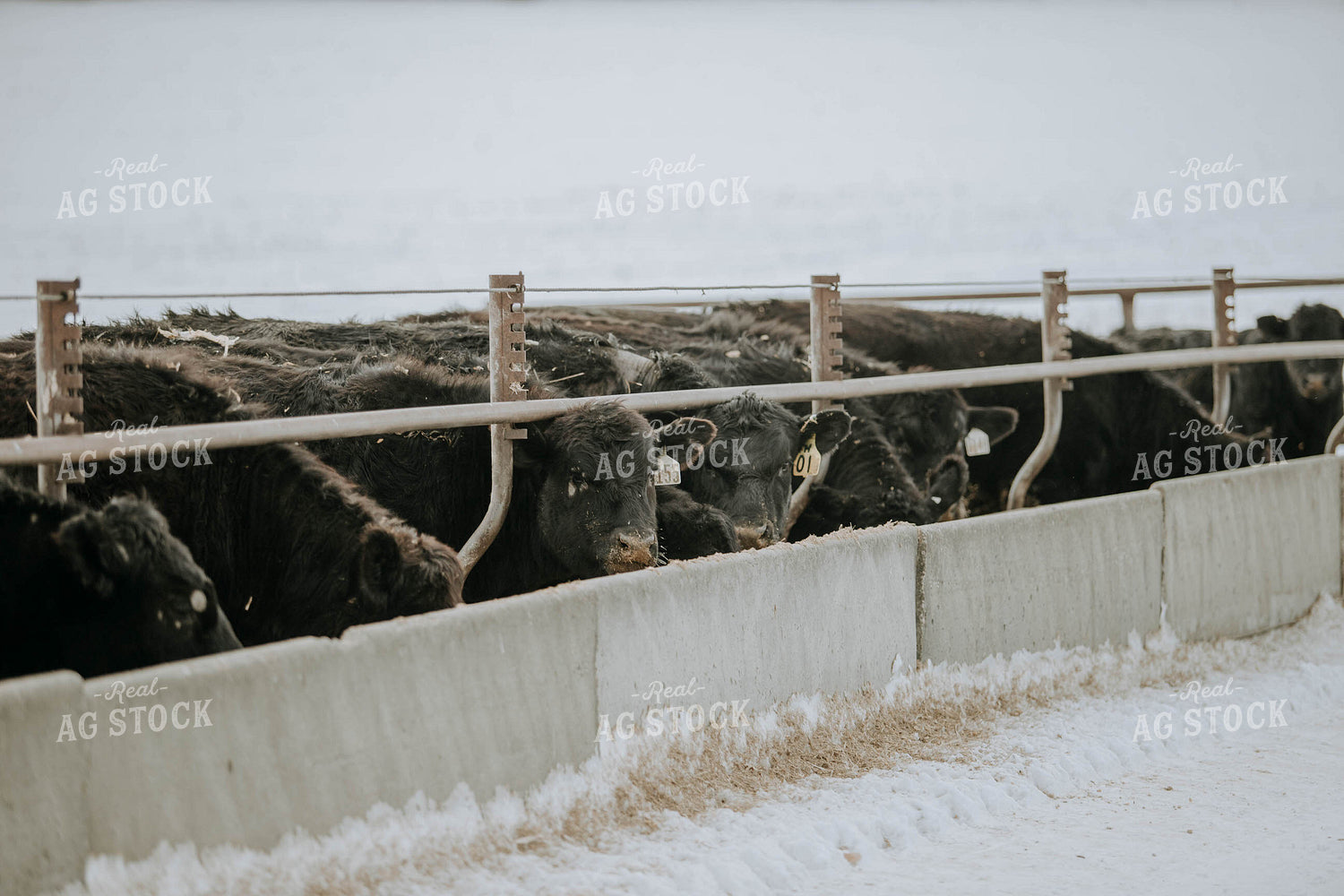 Angus Cows at Trough 77049