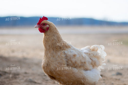 Chicken in Open Field 50377