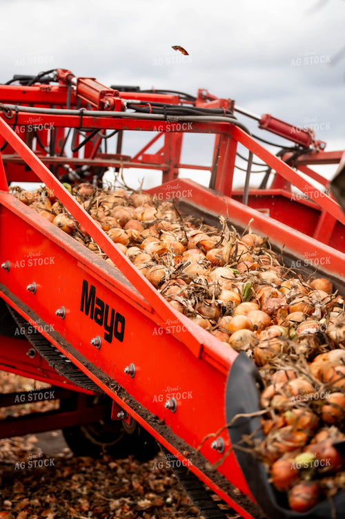 Onion Harvest 185023