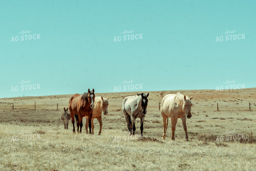 Horses in Pasture 58053