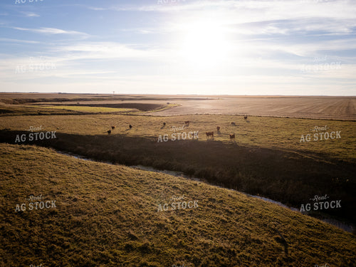 Aerial of Cattle on Pasture 268227