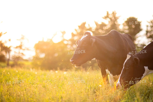 Holstein Cattle on Pasture 55349