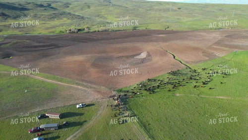 Moving Cattle on Horseback 65152