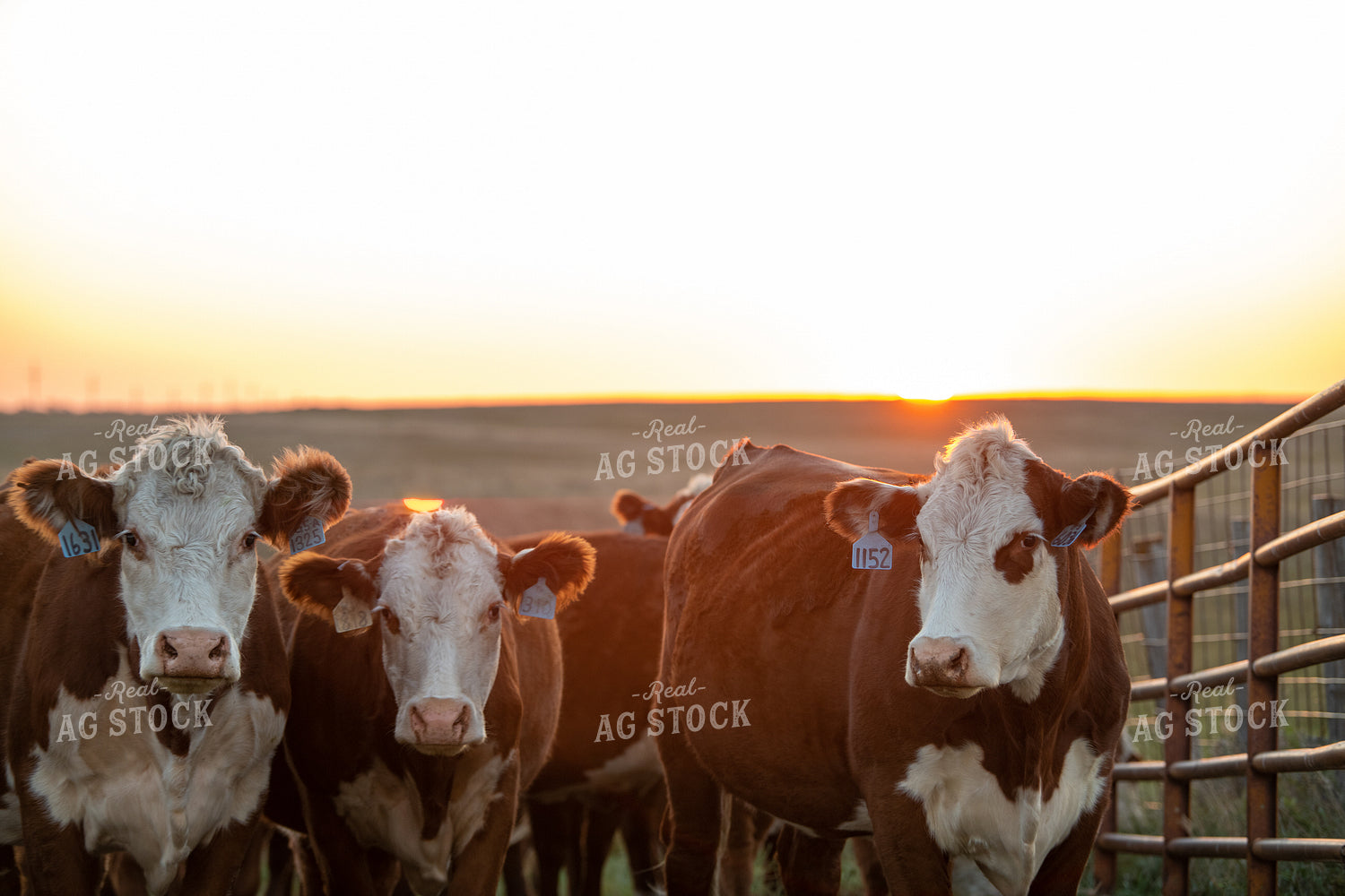 Working Hereford Cattle 212129