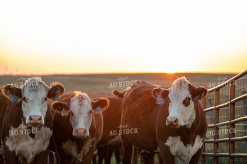 Working Hereford Cattle 212129