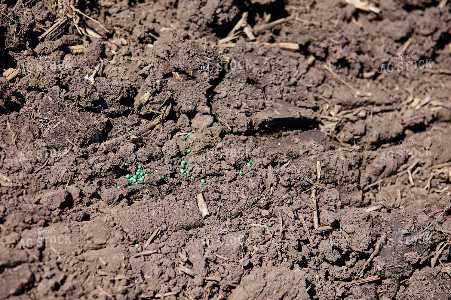 Seeds on Soil 216017