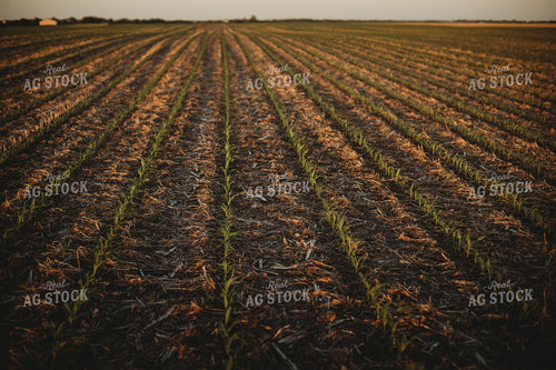 V2 V3 Corn Field with Triticale Cover Crop  5903