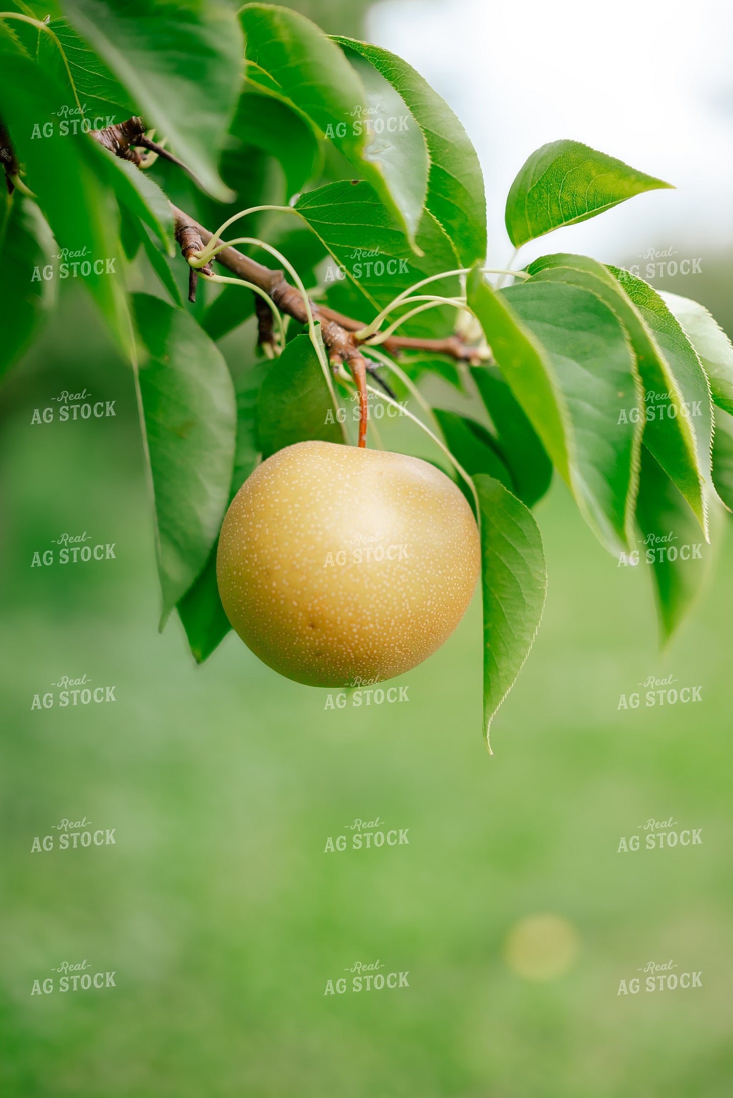 Apple on Tree 137108