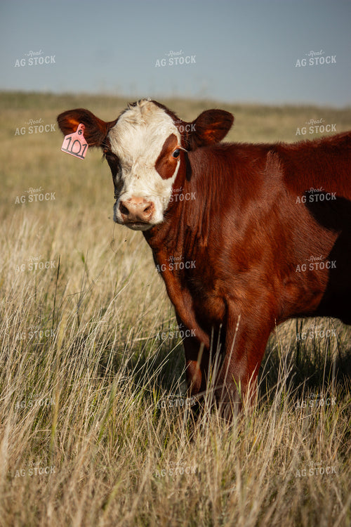 Hereford Cattle 155043