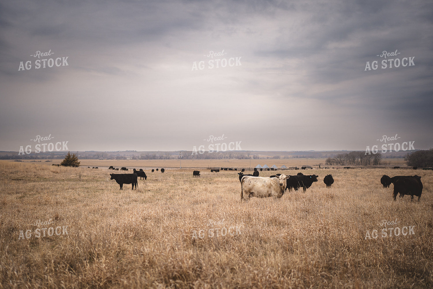 Angus Cattle in Pasture 196147