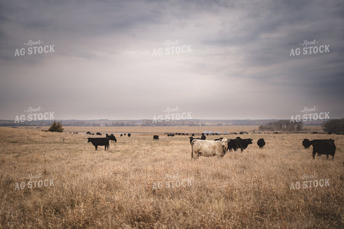 Angus Cattle in Pasture 196147