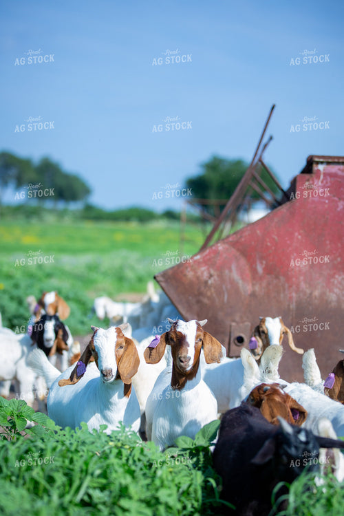 Herd of Boer Goats 134036