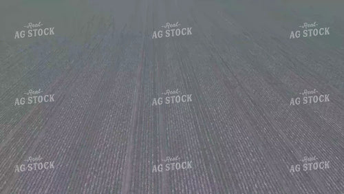 Midseason Wheat Field 239075
