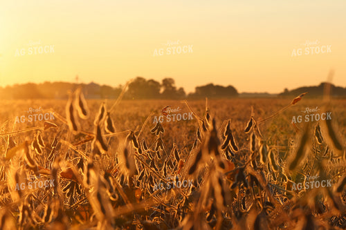 Dried Soybean Field 109159