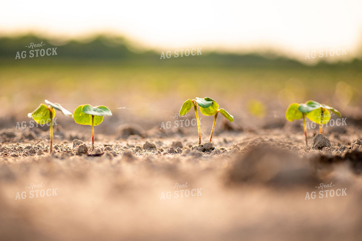 Young Cotton Plants 136056