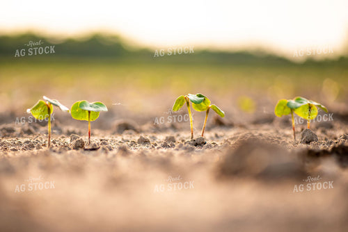 Young Cotton Plants 136056