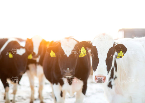 Holstein Cattle 55233