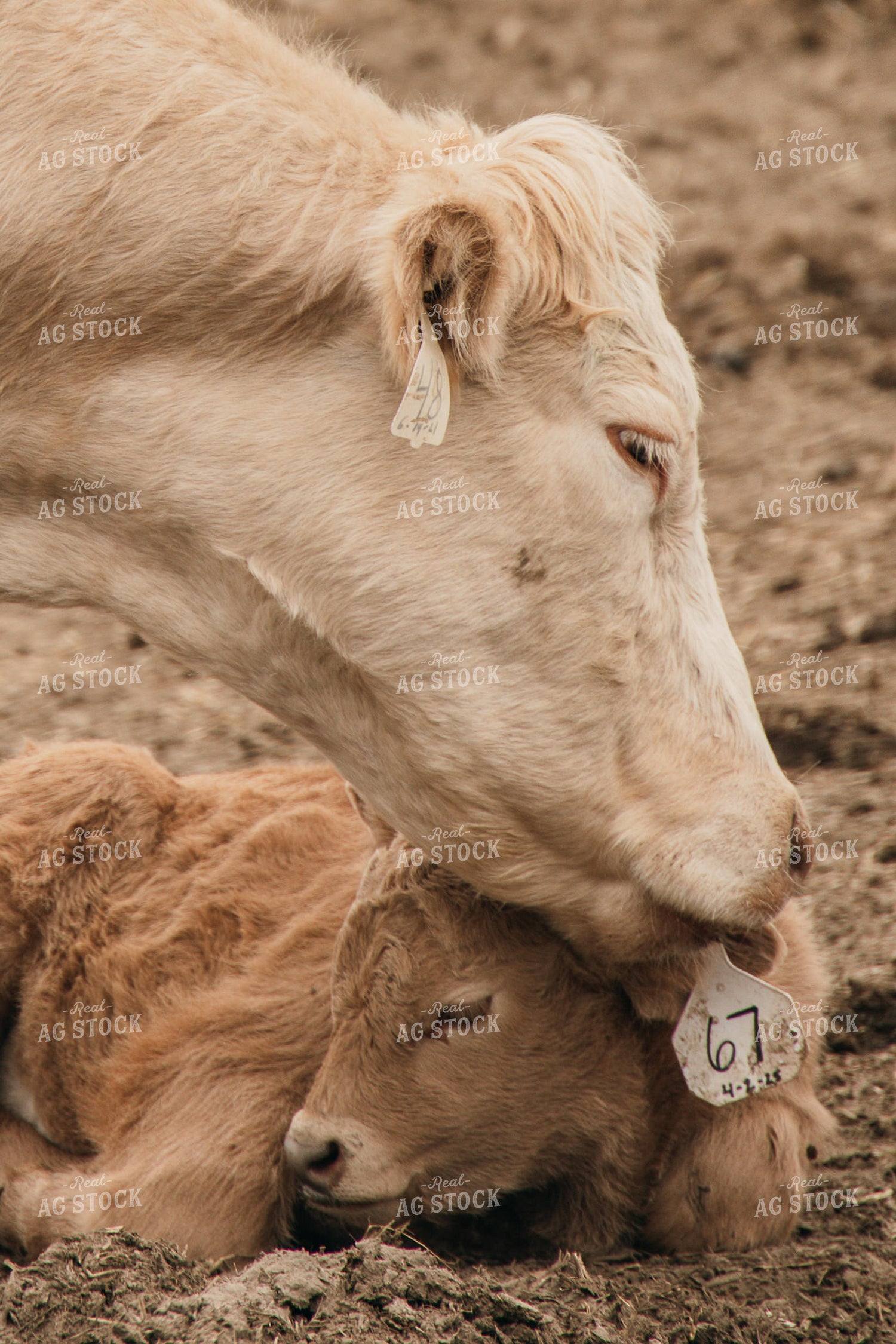 Cow Calf Pair 194048