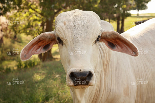 Brahman Cow in Pasture 127006