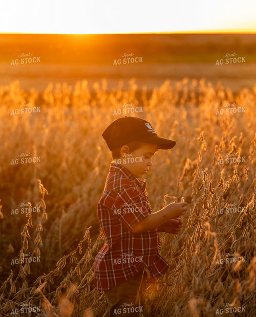 Farm Kid Looking at Dried Soybeans 185229