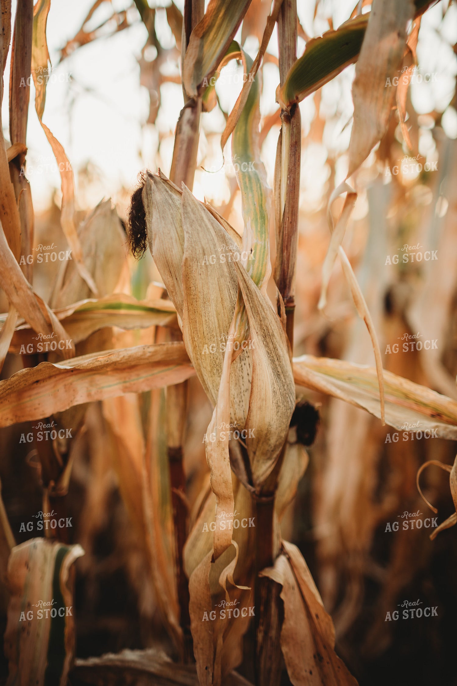 Dried Corn with Sunflare 3417