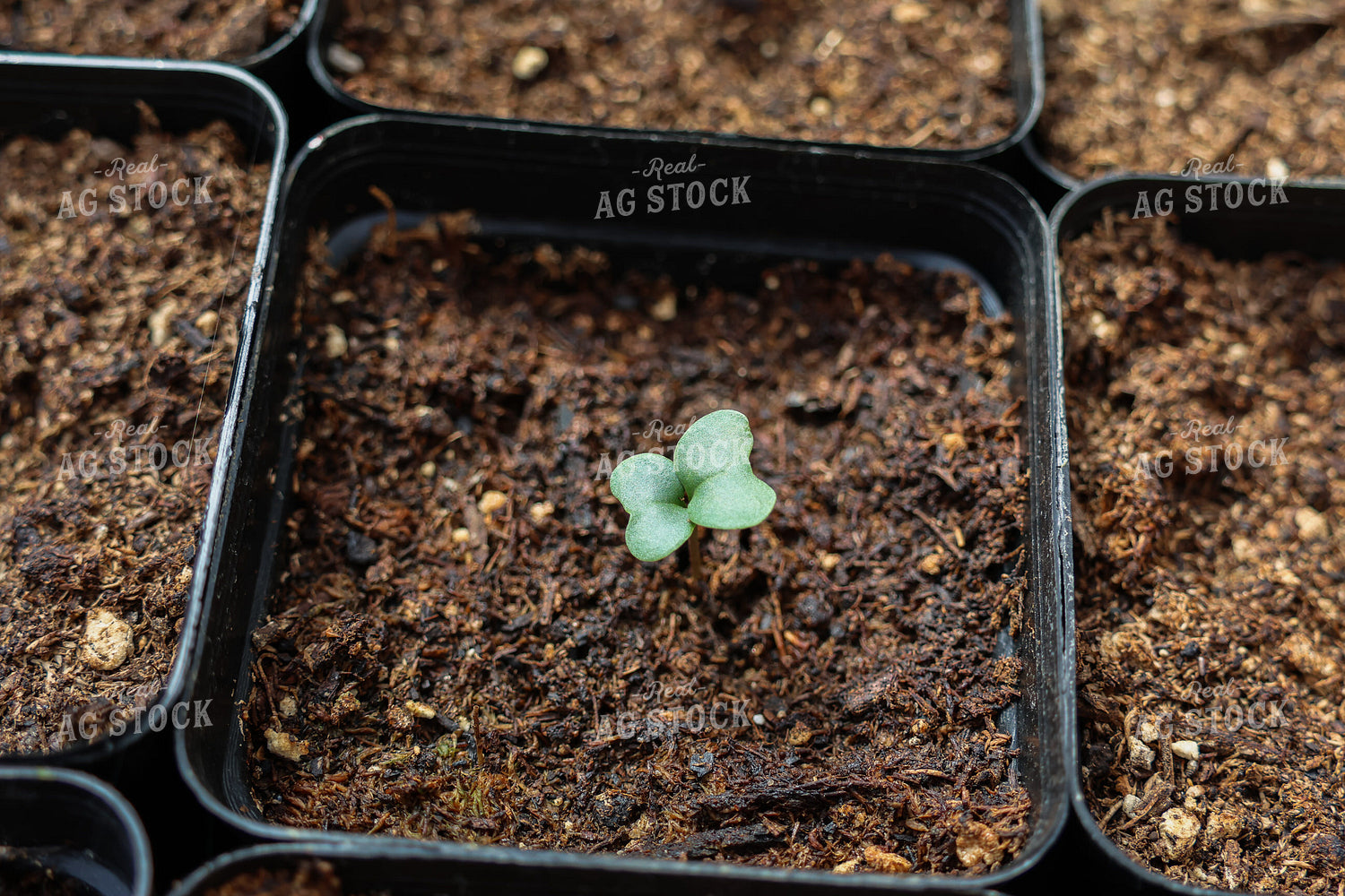 Cucumber Starts 240003