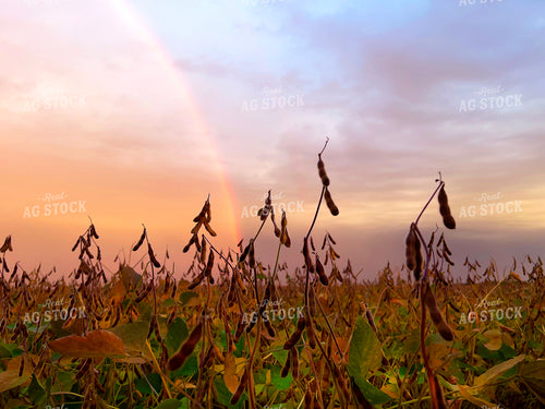 Semi Dried Soybean Field with Rainbow 154006