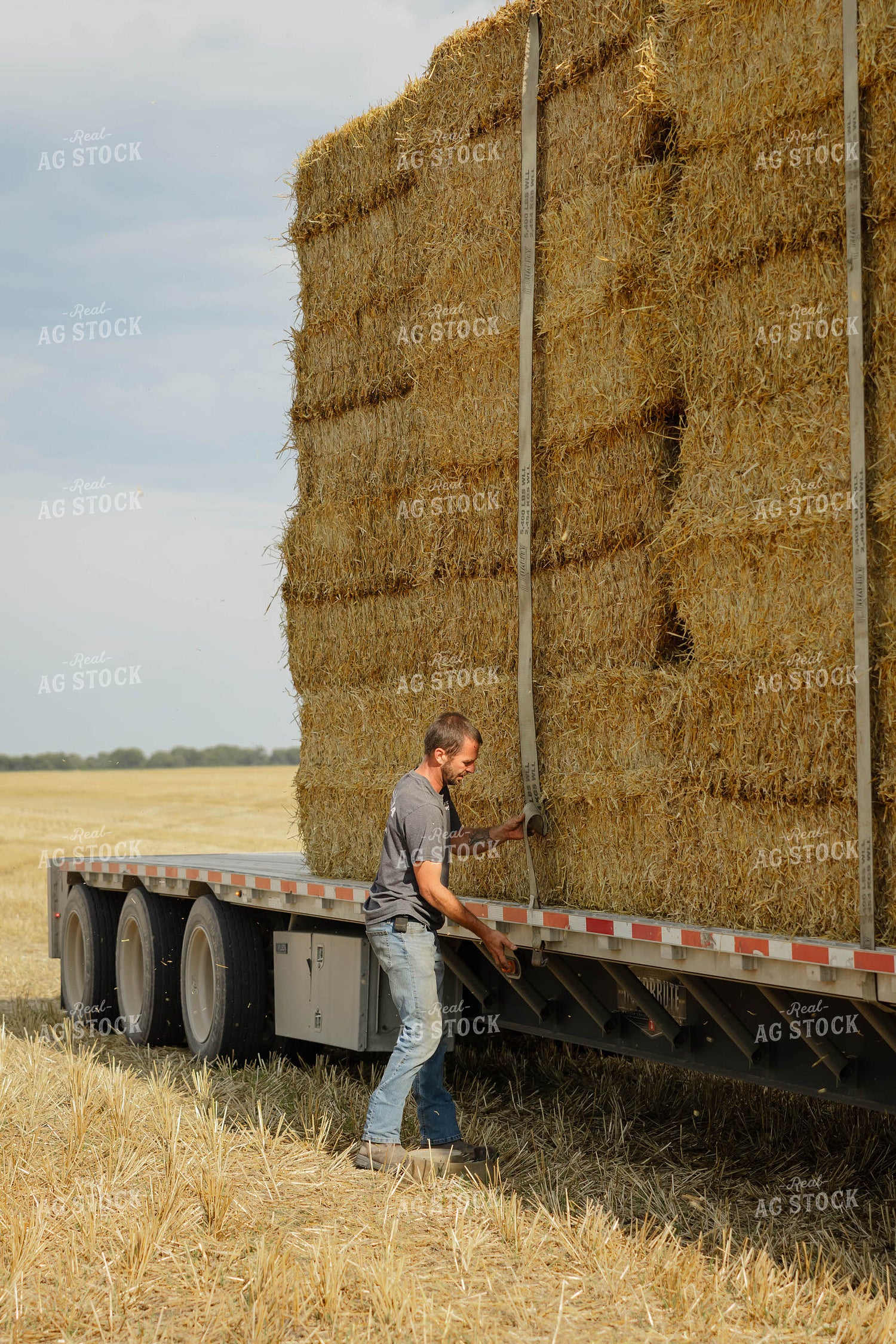 Farmer Securing Straw Bales 296086