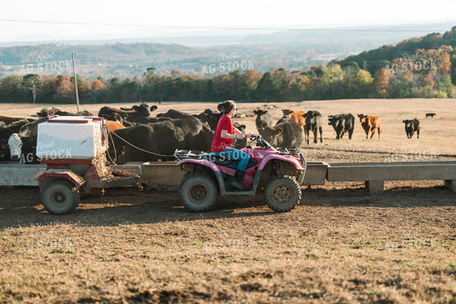 Female Farmer Feeding Cattle in Pasture 125222