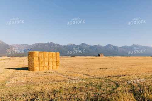 Hay Bales in the Foothills 178037
