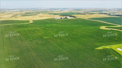 Aerial of Corn Field 141674