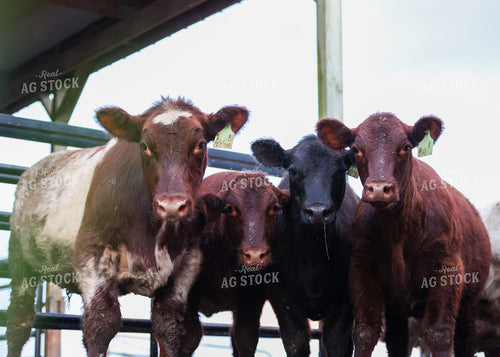 Cattle on Pasture 160211