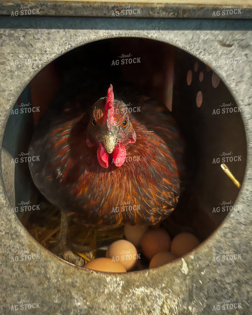 Hen with Eggs 50314