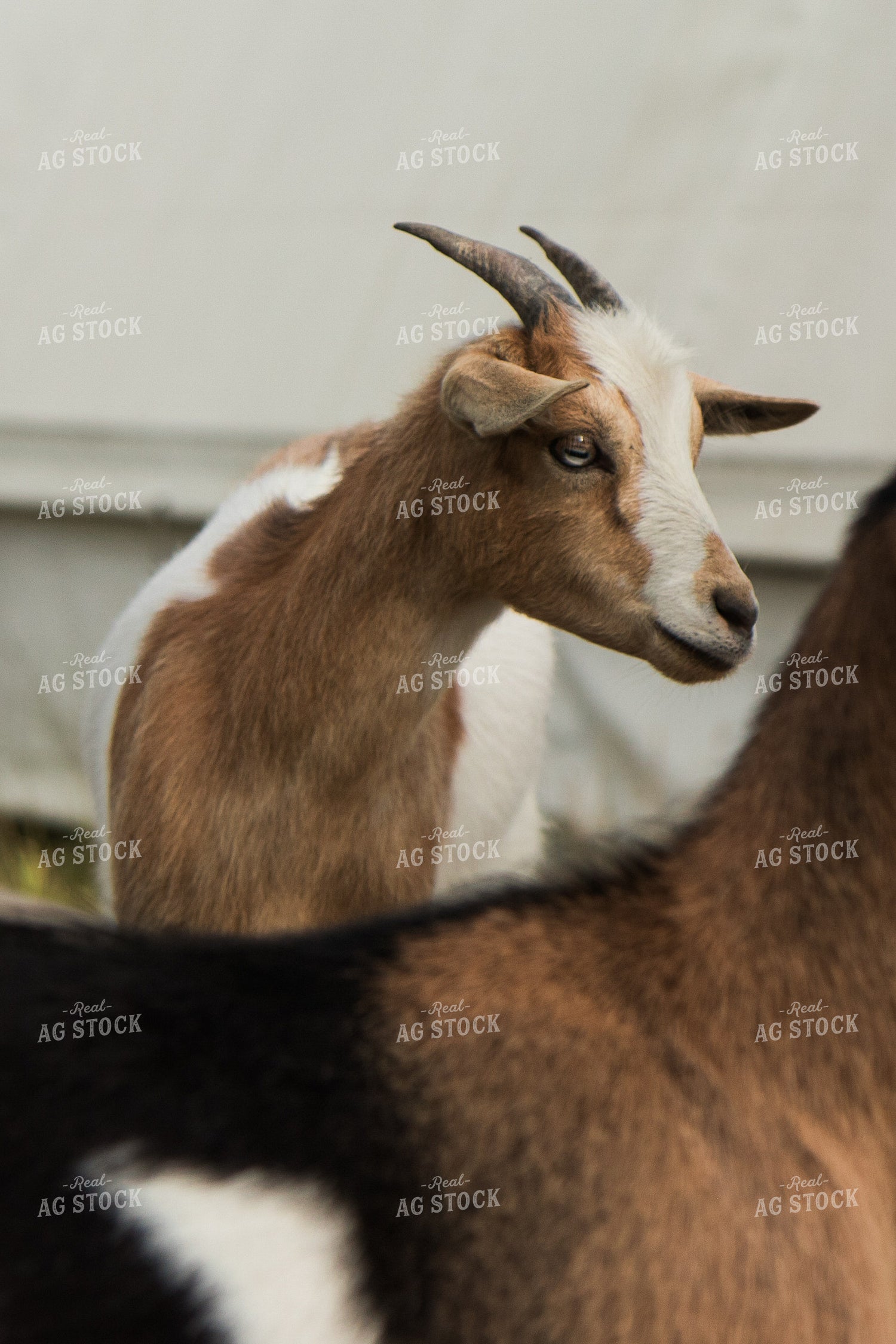 Goats 67455