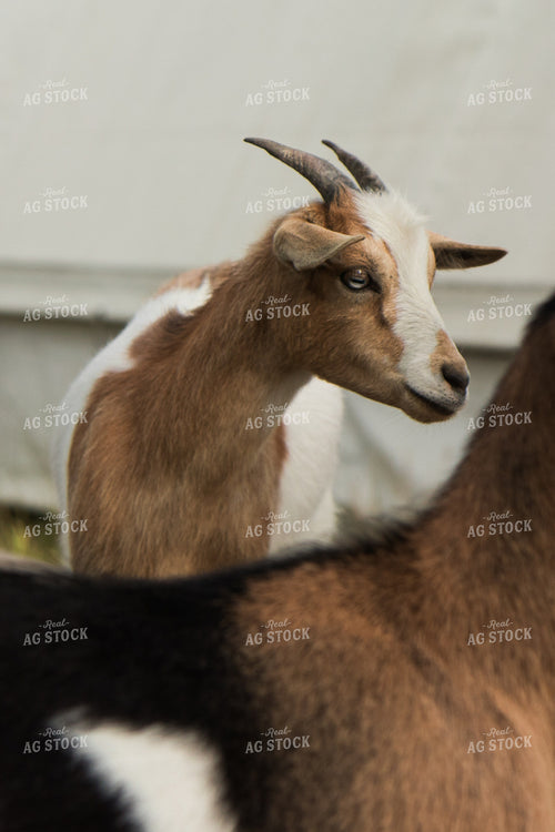 Goats 67455