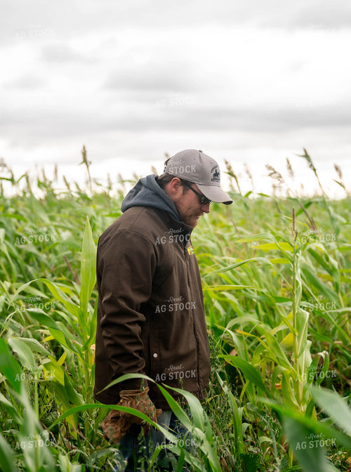 Farmer Checking Crops 185015