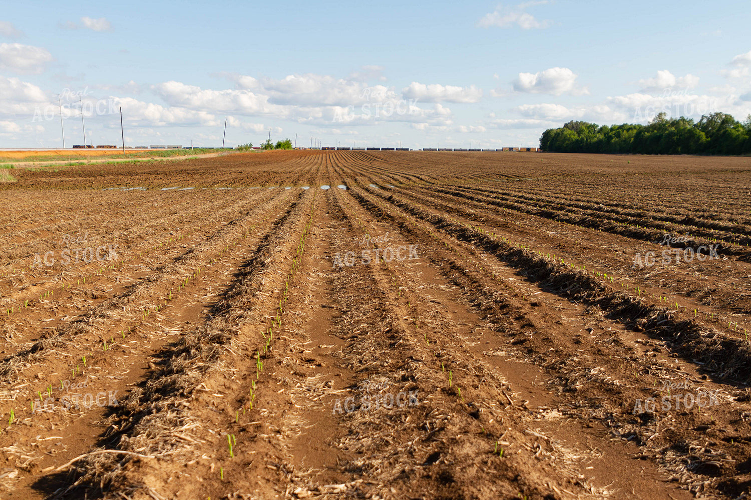Corn Emerges in Field 79275