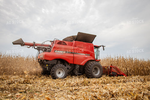 Corn Harvest 268186