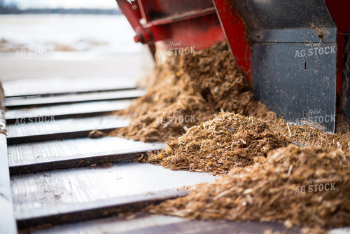 Feeding Silage 137086