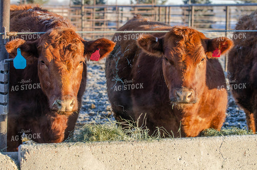 Red Angus Cows Eating out of Trough 97013