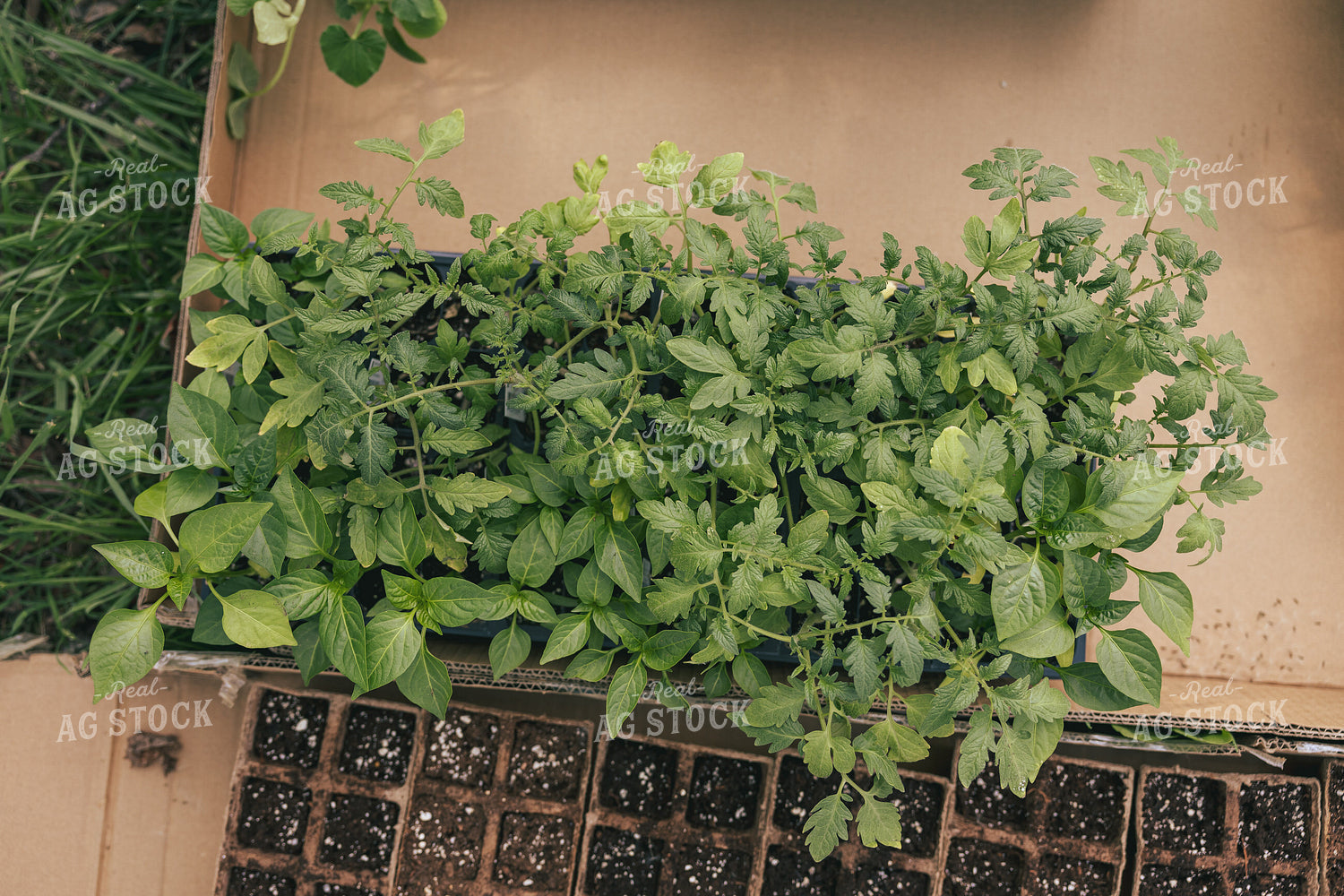 Backyard Gardening 162034