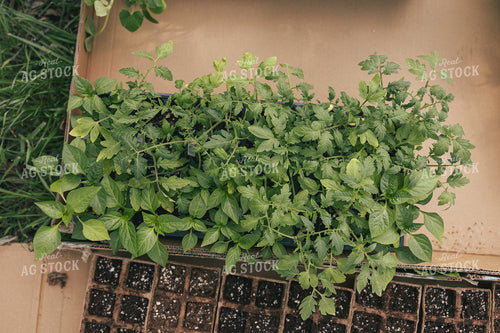 Backyard Gardening 162034