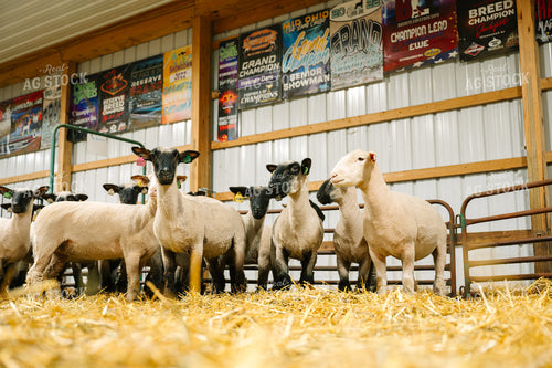Show Sheep 269013