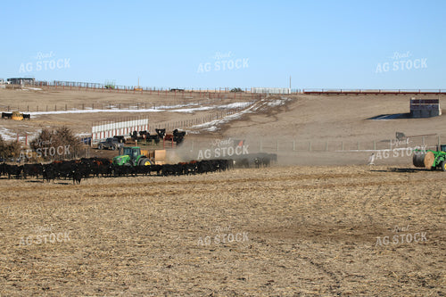 Feeding Out Hay to Cattle 82206
